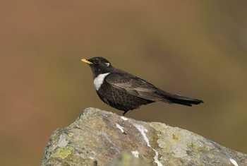 Ring Ouzel shutterstock_1392049220.jpg