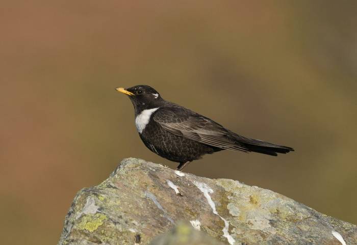 Ring Ouzel shutterstock_1392049220.jpg