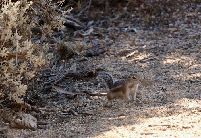 White-tailed Antelope Squirrel.jpg