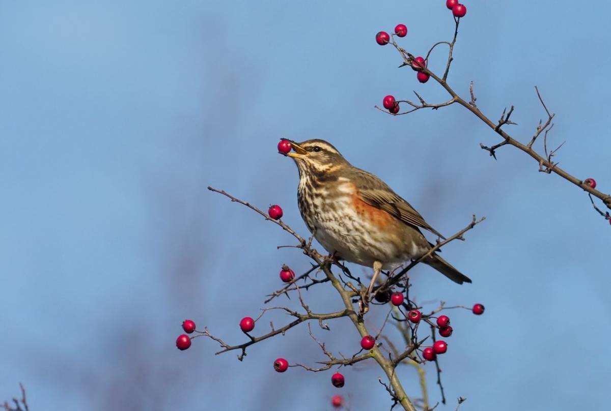 Redwing shutterstock_1281735751.jpg
