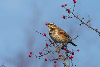 Redwing shutterstock_1281735751.jpg