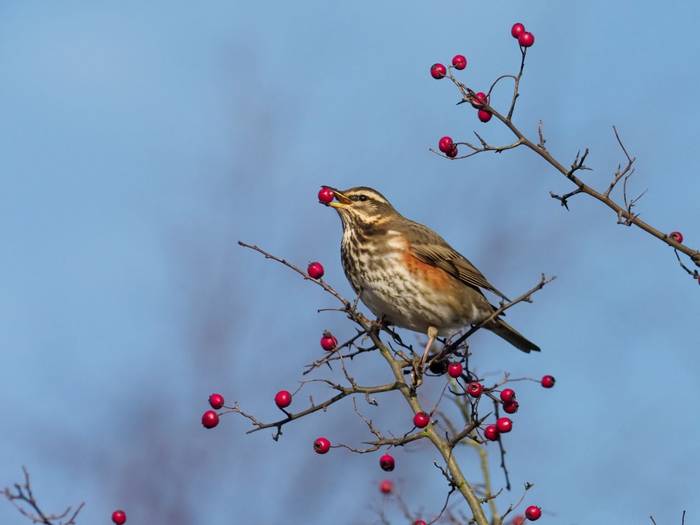 Redwing shutterstock_1281735751.jpg