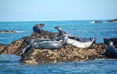 group of atlantic grey seals