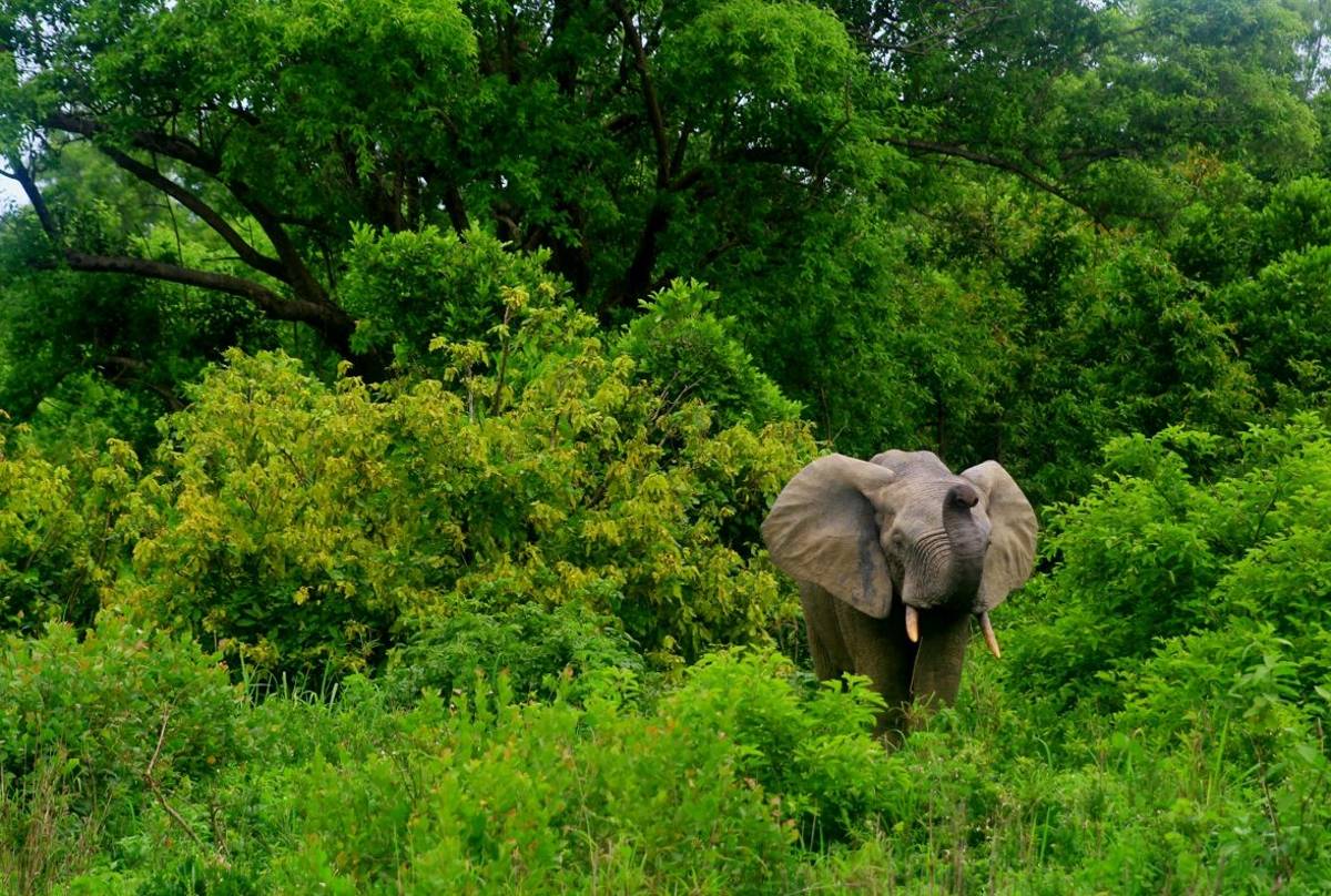 African Forest Elephant, Mole National Park, Ghana