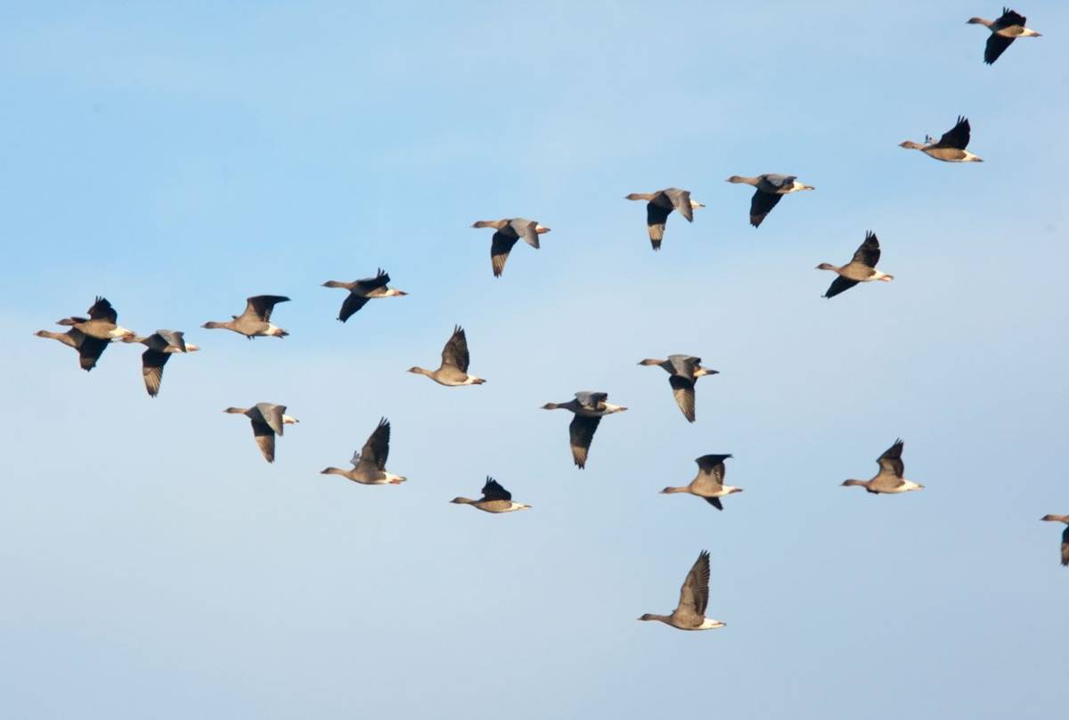 Pink-footed Geese in flight, Norfolk, England, UK shutterstock_1185452944.jpg