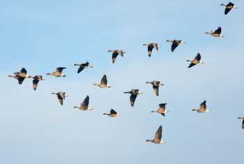 Pink-footed Geese in flight, Norfolk, England, UK shutterstock_1185452944.jpg