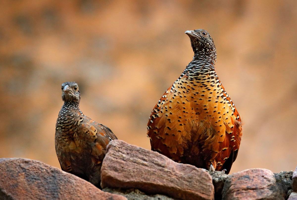 Painted Spurfowl, India shutterstock_707080726.jpg