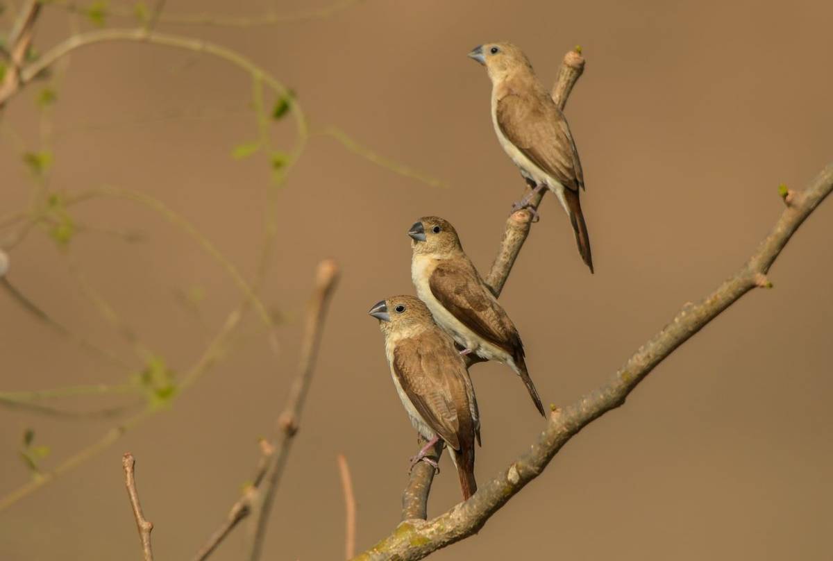 African Silverbill