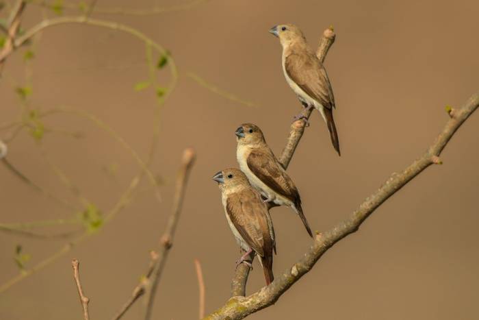 African Silverbill