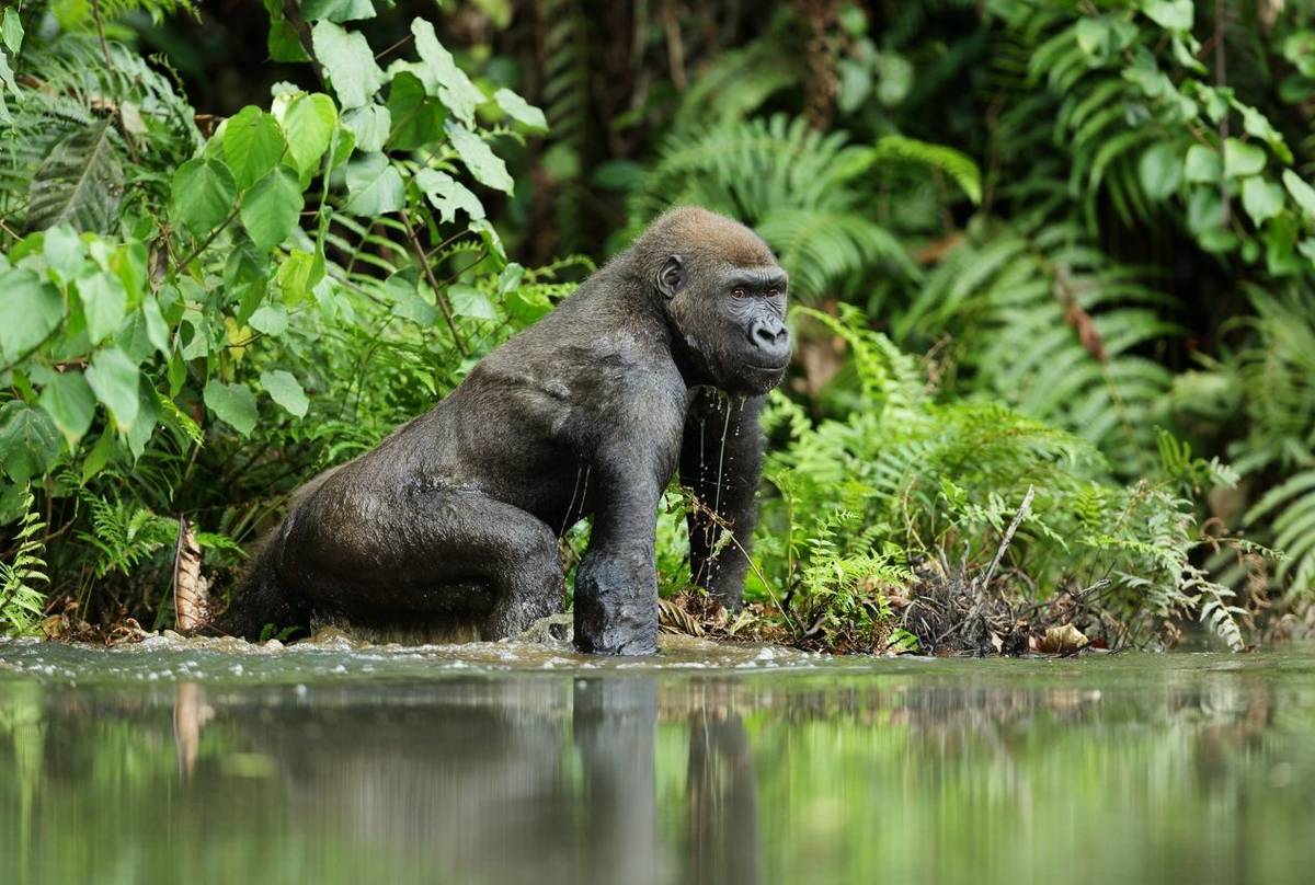 Western Lowland Gorilla shutterstock_307010684.jpg