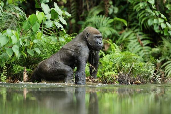 Western Lowland Gorilla, Gabon shutterstock_307010684.jpg