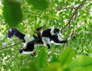 Madagascar's Lemurs