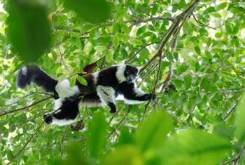 Black And White Ruffed Lemur, Madagascar Shutterstock 567892270