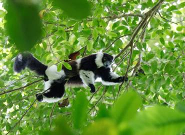 Madagascar's Lemurs