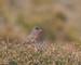 Dartford warbler (Sylvia undata) prched on heather