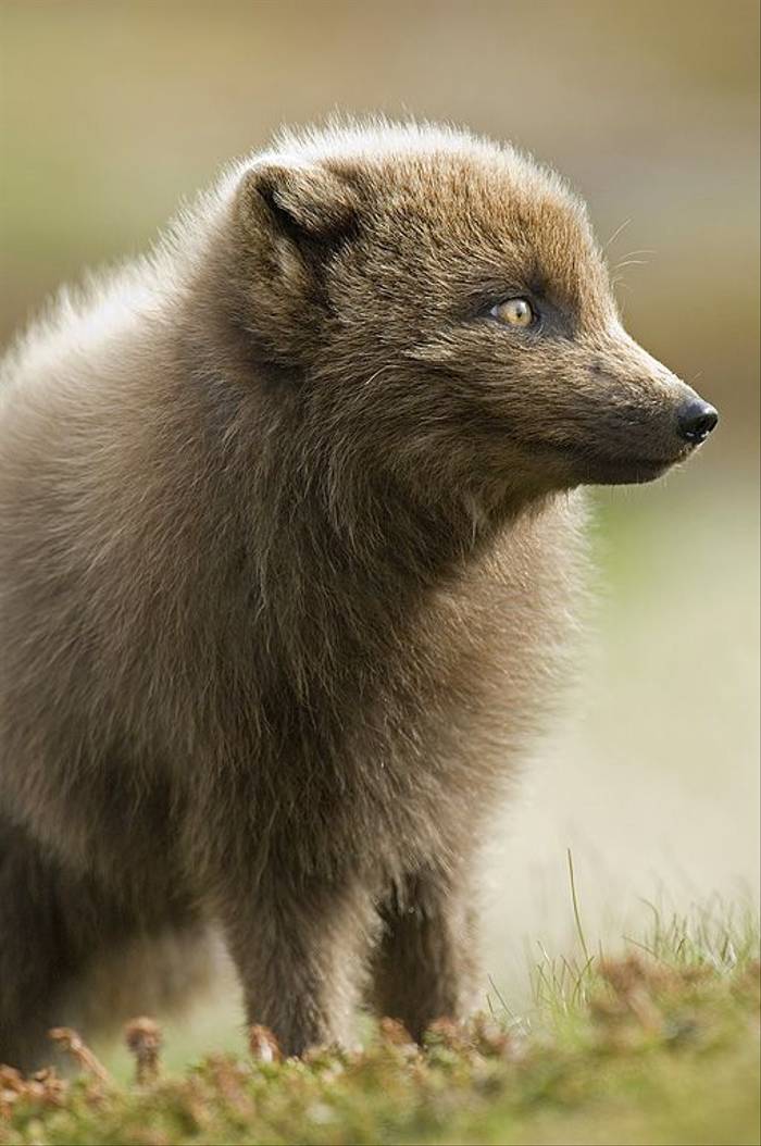 Arctic Fox (Paul Marshall).jpg