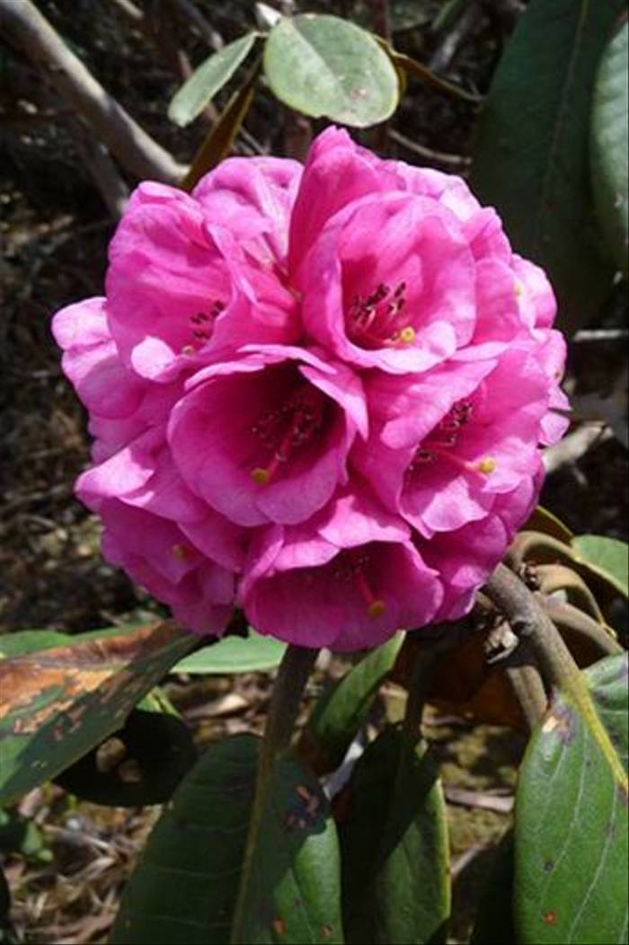 <i>Rhododendron hodgsonii</i> at Yotong La Pass (Alison Evans)