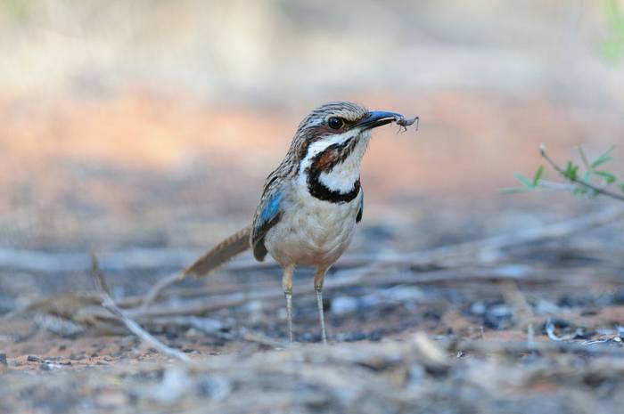 Long-tailed Ground-roller Madagascar shutterstock_1703871631.jpg