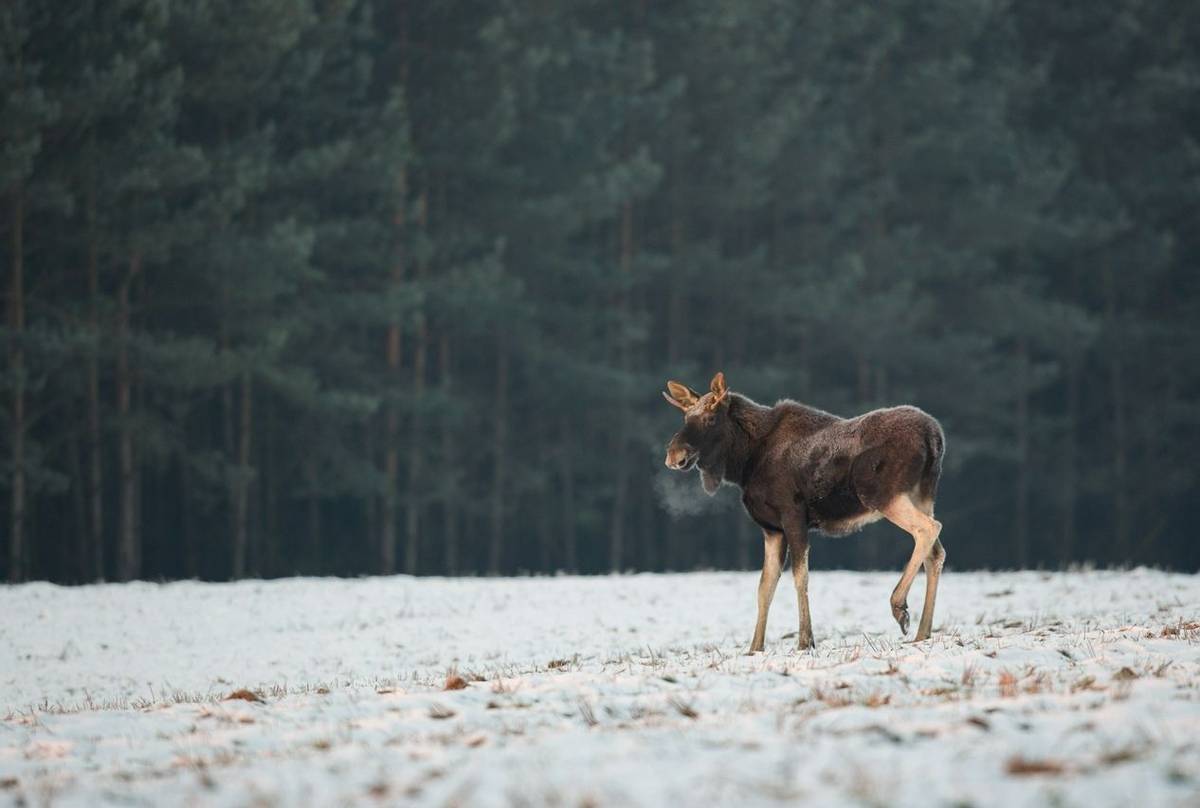 Moose, Poland Shutterstock 744208360