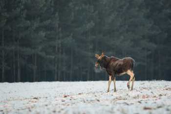 Moose, Poland Shutterstock 744208360