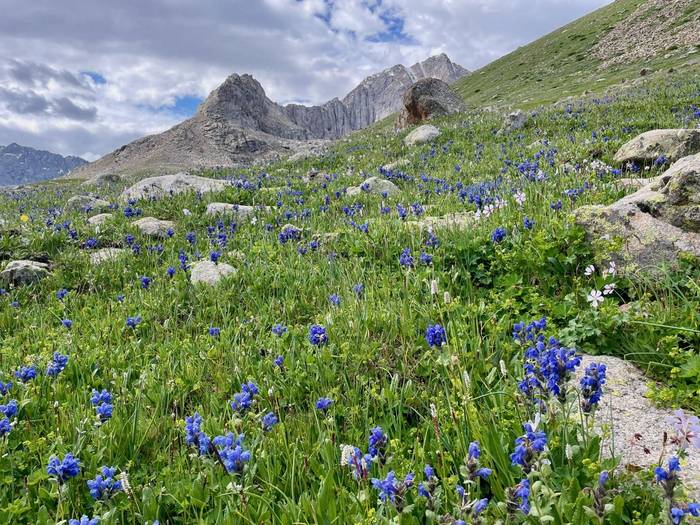 Kyrgyzstan flora shutterstock_2741804821.jpg