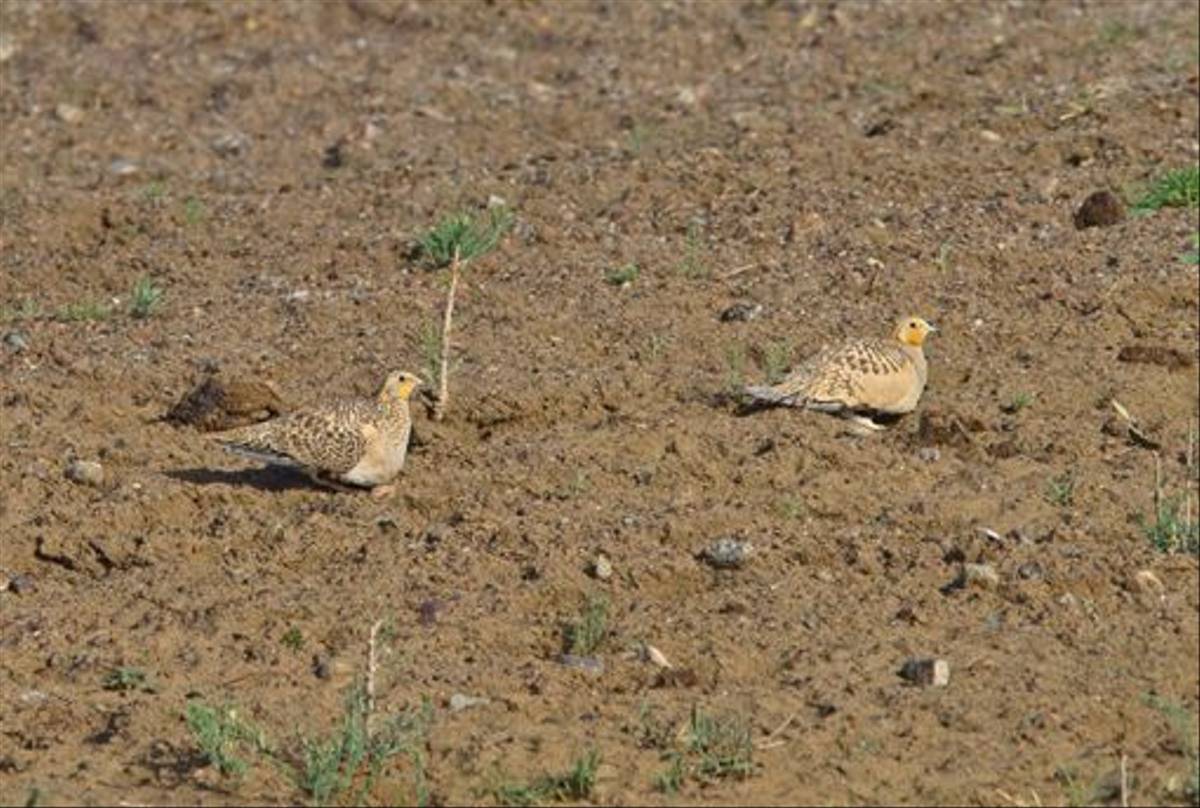Pallas's Sandgrouse (Alan Curry)