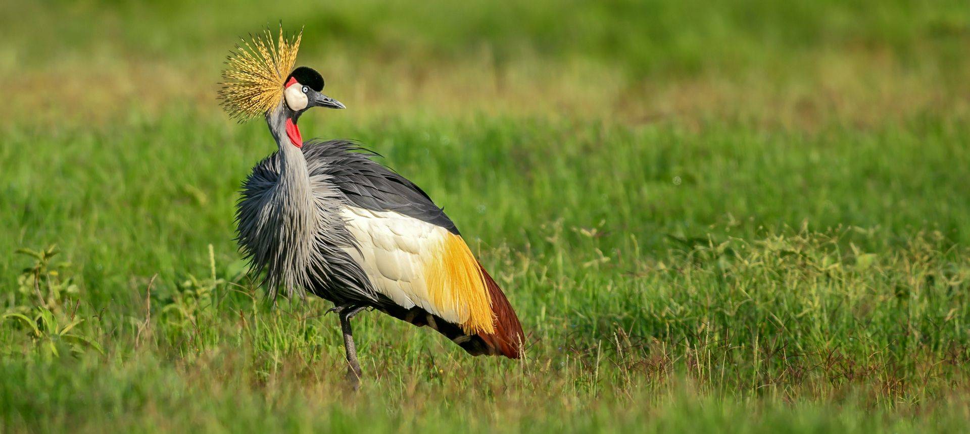 Naturetrek Wildlife Holidays - Gambia