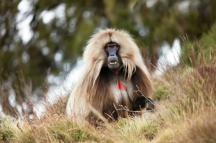 Gelada