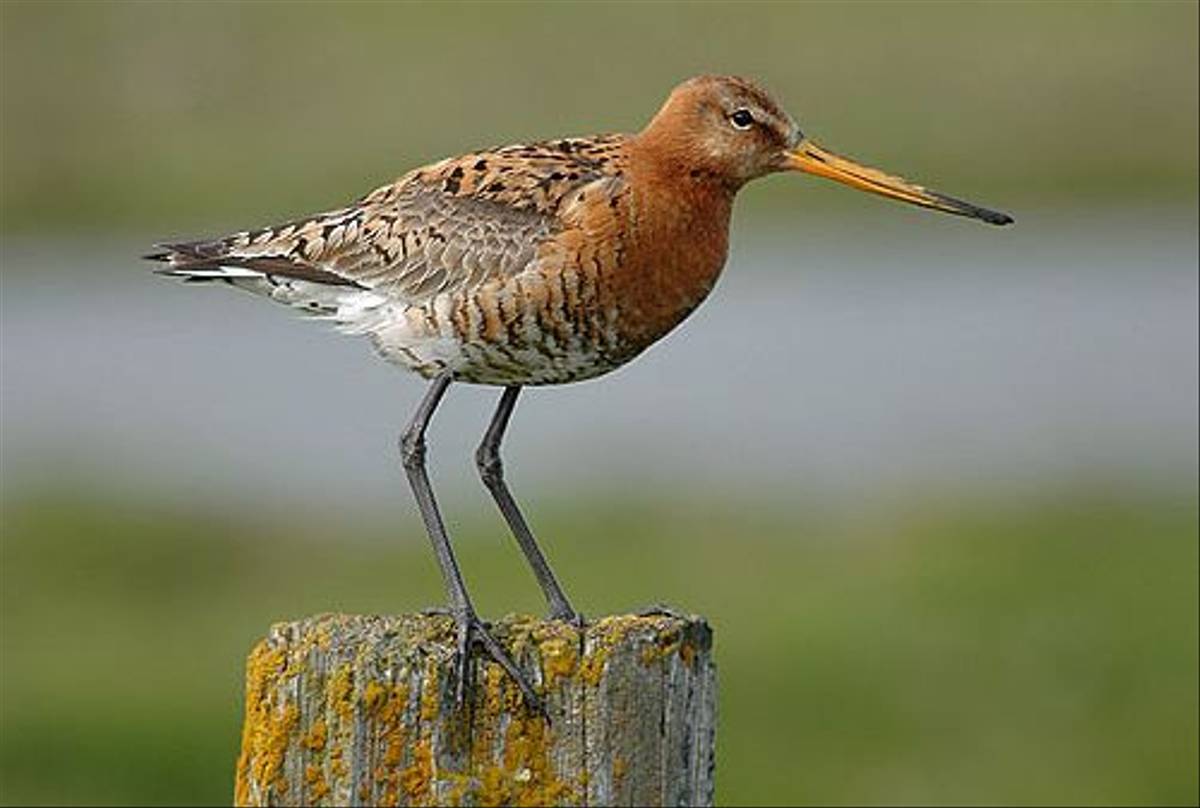 Black-tailed Godwit (Paul Stanbury)