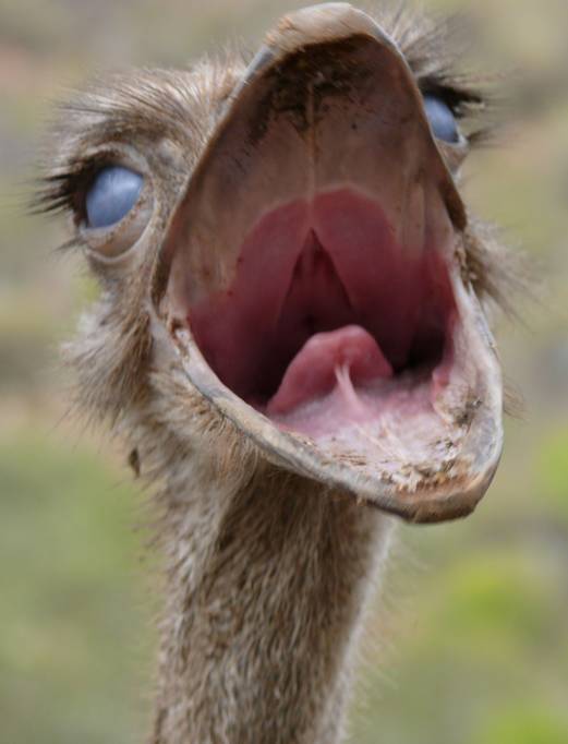 Ostrich in Oudtshoorn