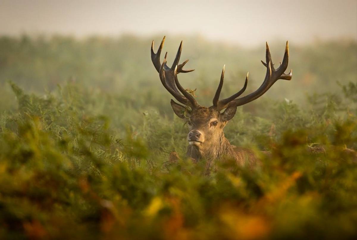 Red Deer