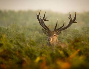 Ardnamurchan - The Red Deer Rut