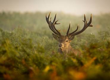 Ardnamurchan - The Red Deer Rut
