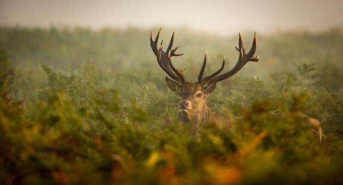 Red Deer