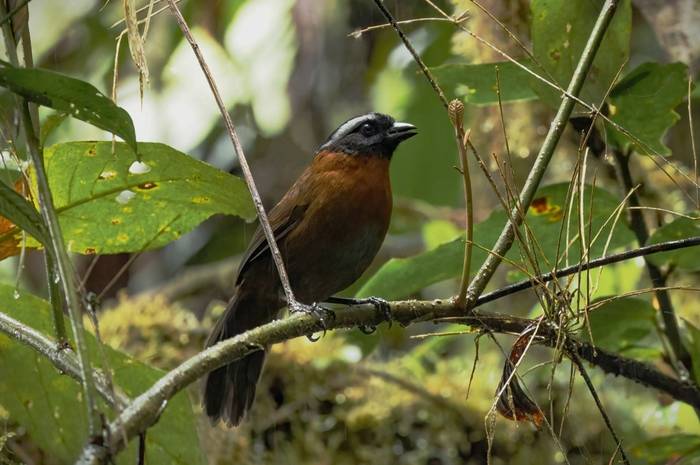 Tanager Finch (Ian Hilton).jpg