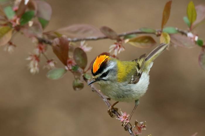 Firecrest shutterstock_1084043342.jpg
