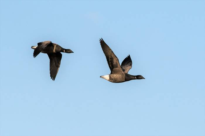 Brent Geese shutterstock_1601583595.jpg
