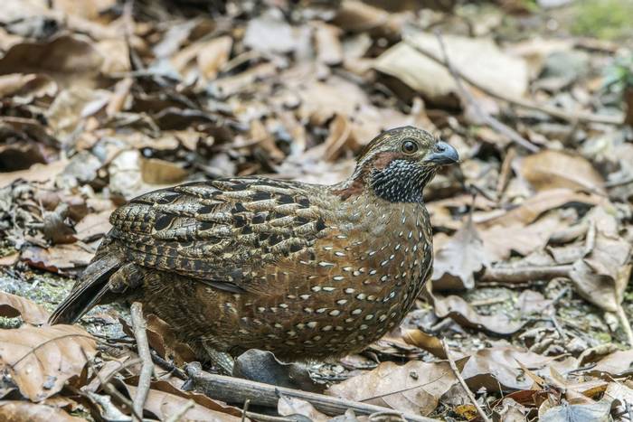 Spotted Wood-quail, Savegre, Costa Rica, 26 March 2022, KEVIN ELSBY FRPS.jpg