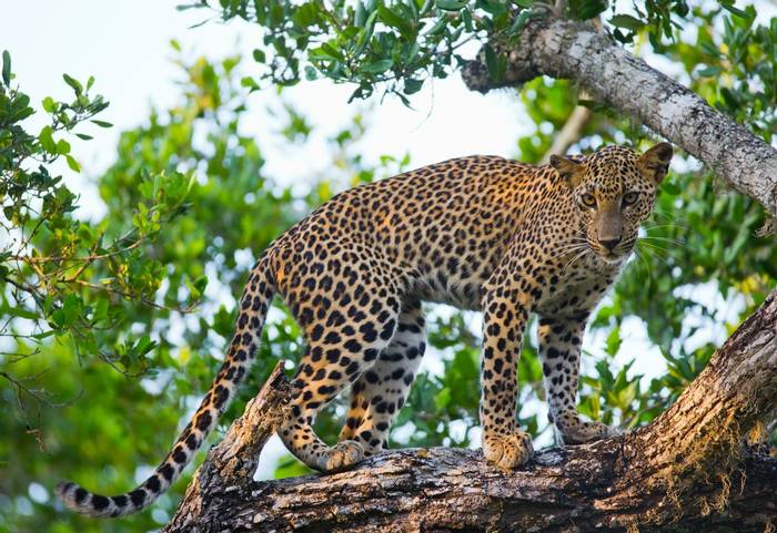 Leopard, Yala, Sri Lanka Shutterstock 336636731
