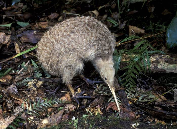 Little Spotted Kiwi, New Zealand shutterstock_522374455.jpg