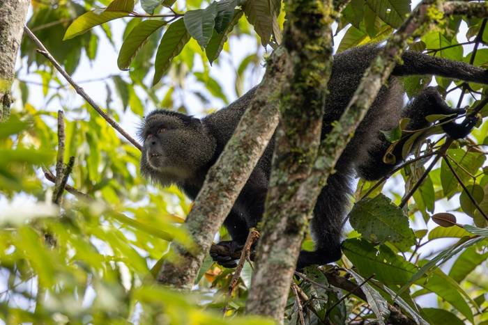 Blue Monkey © Carole and David Clarke, February 2026 tour