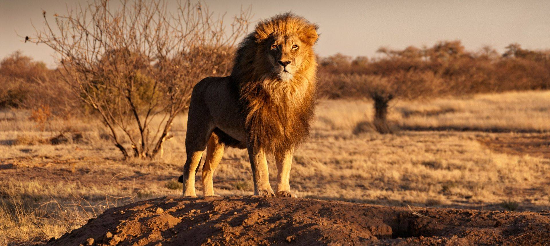 Photography Tours Lion, Kalahari, Botswana Shutterstock 547175677