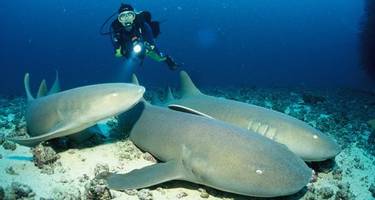 5 of the Best Scuba Diving Holidays