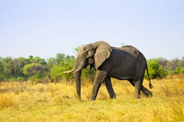 African Elephant