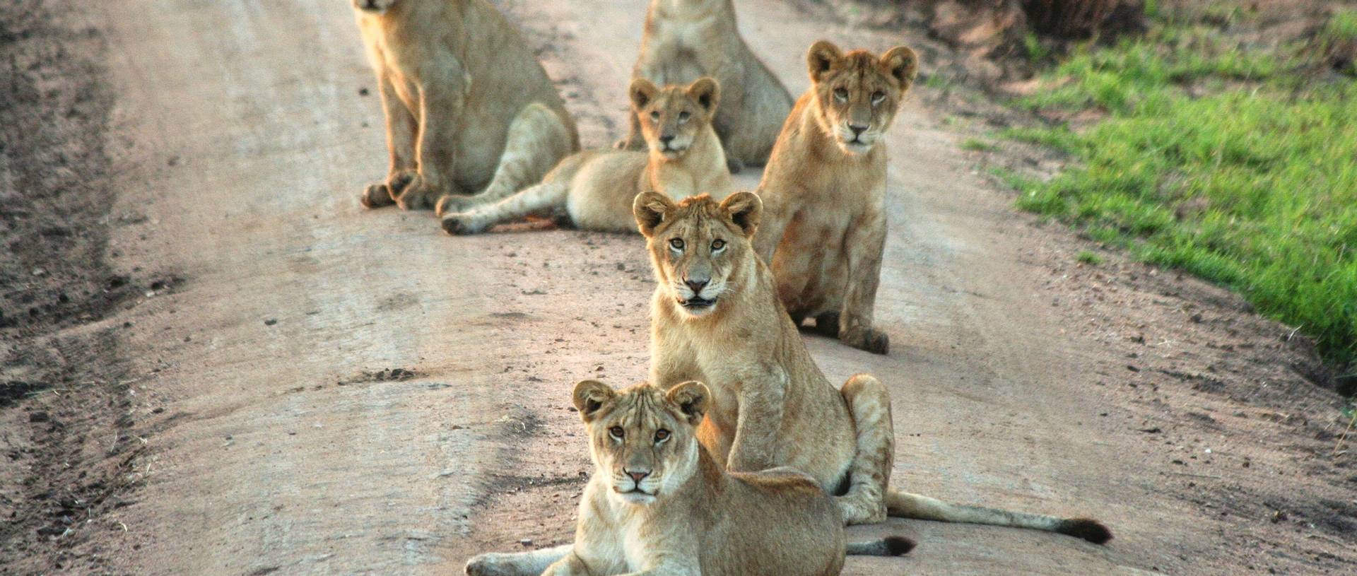 Lion Pride, Serengeti