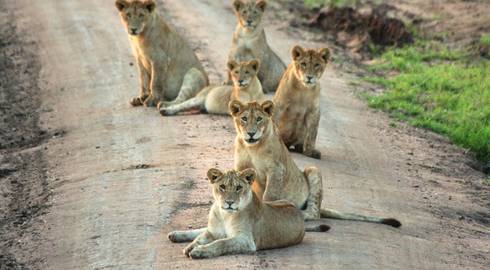 NAIROBI to VICTORIA FALLS (34 days) Savanna Dawn