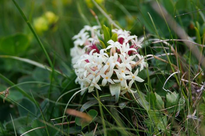 Daphne glomerata © Giorgi Natsvlishvili, June 2025