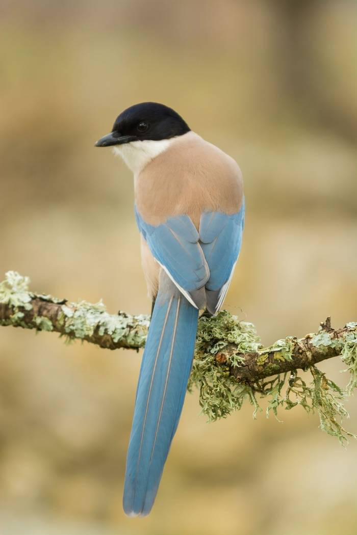Azure-winged Magpie