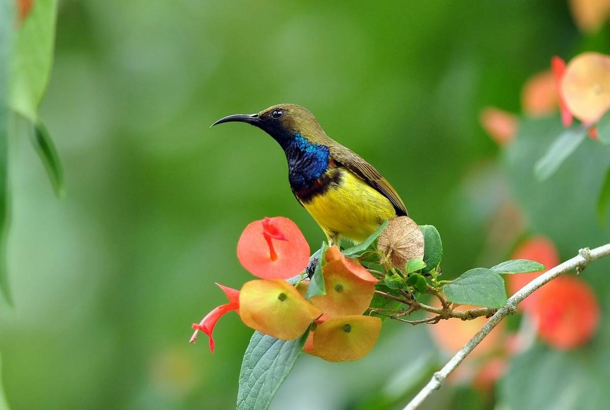 Olive-backed Sunbird