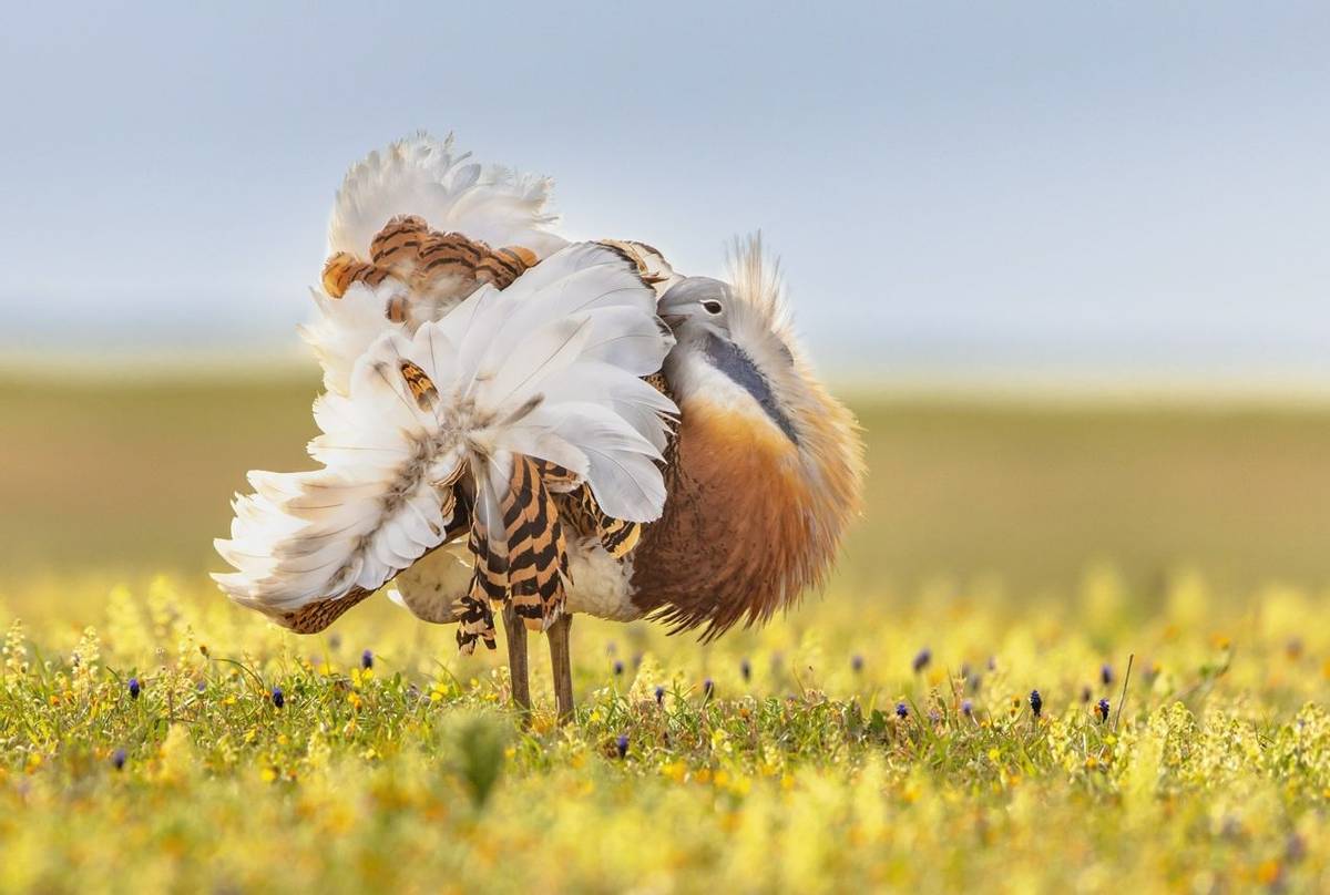 Great Bustard shutterstock_2211250653.jpg